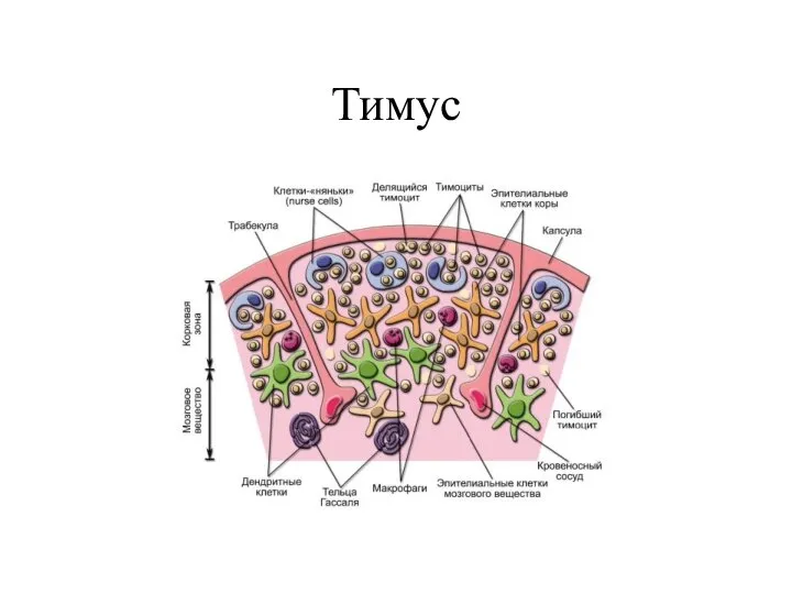 Тимус