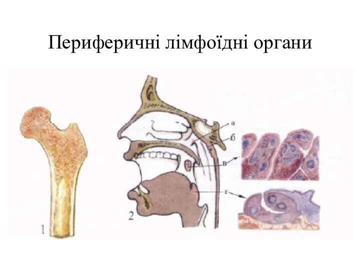 Периферичні лімфоїдні органи