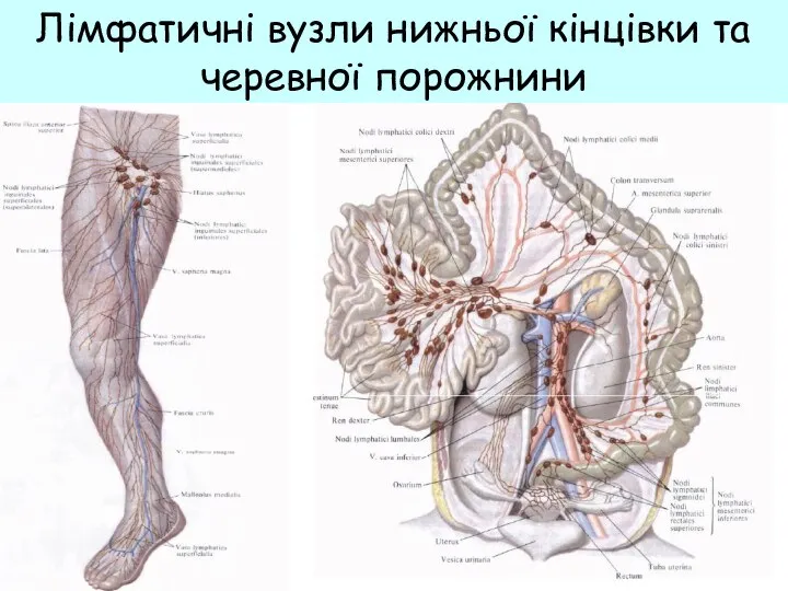 Лімфатичні вузли нижньої кінцівки та черевної порожнини