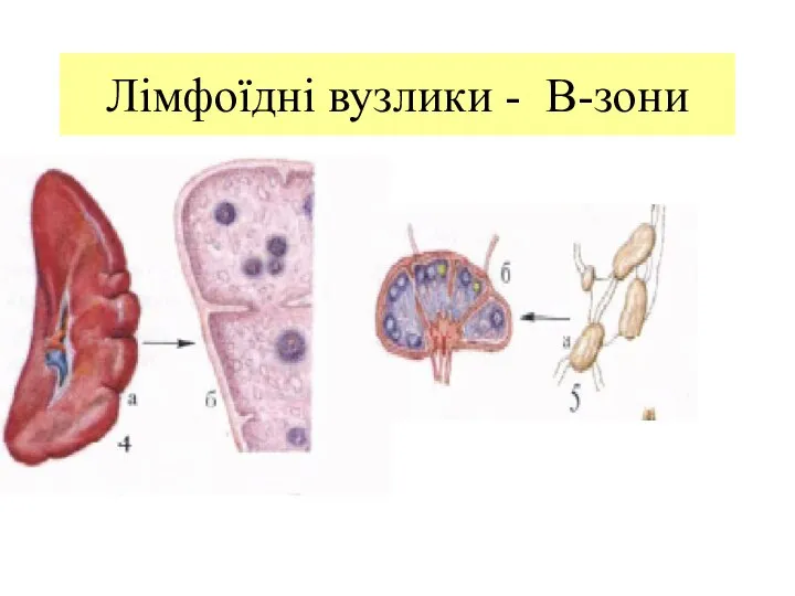 Лімфоїдні вузлики - В-зони