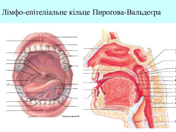 Лімфо-епітеліальне кільце Пирогова-Вальдеєра