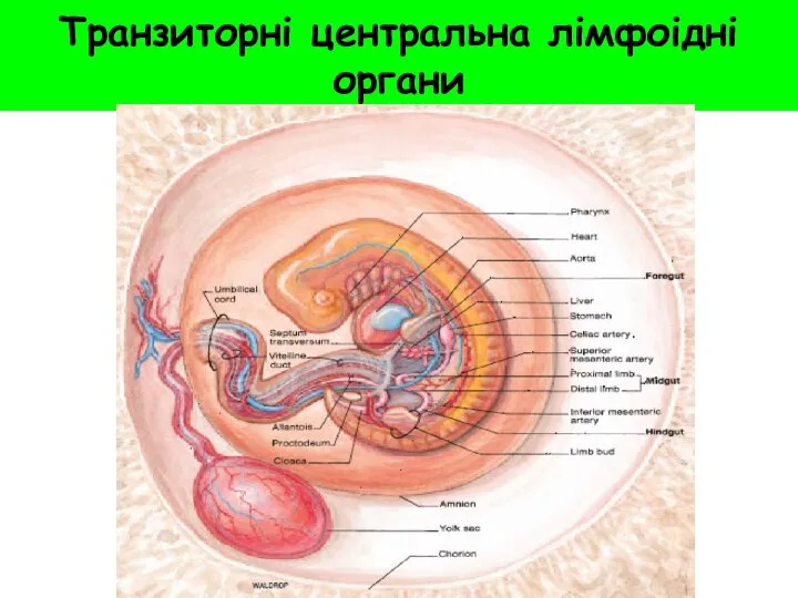 Транзиторні центральна лімфоідні органи