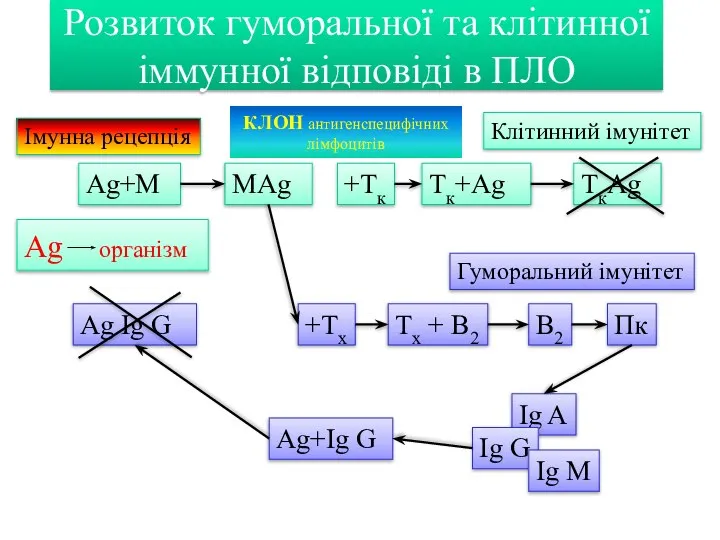 Розвиток гуморальної та клітинної іммунної відповіді в ПЛО Ag організм Клітинний імунітет