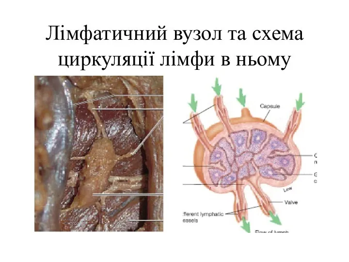 Лімфатичний вузол та схема циркуляції лімфи в ньому