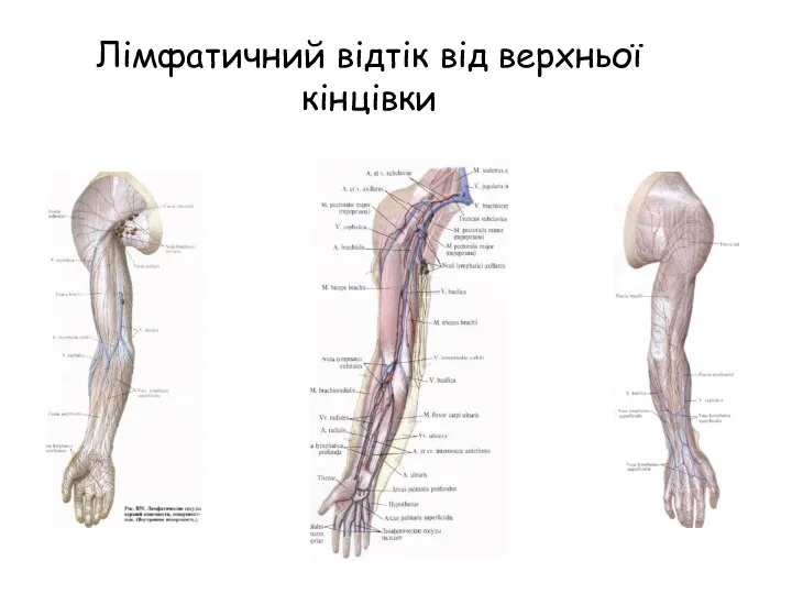 Лімфатичний відтік від верхньої кінцівки