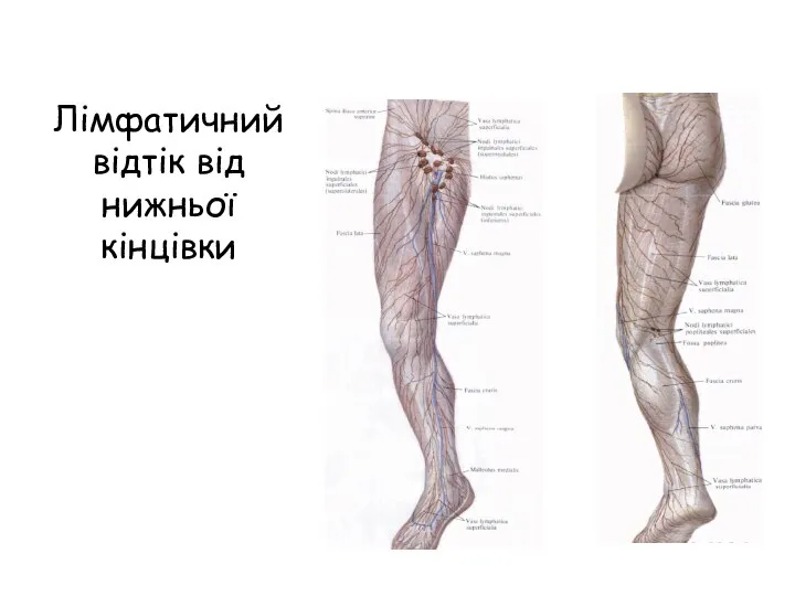Лімфатичний відтік від нижньої кінцівки