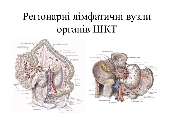 Регіонарні лімфатичні вузли органів ШКТ