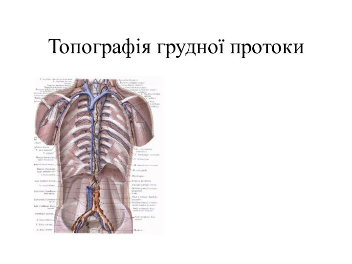 Топографія грудної протоки