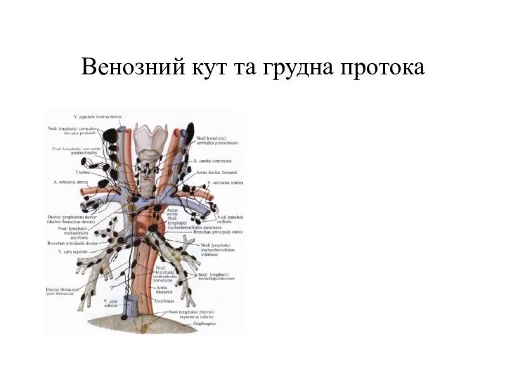 Венозний кут та грудна протока