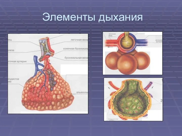 Элементы дыхания