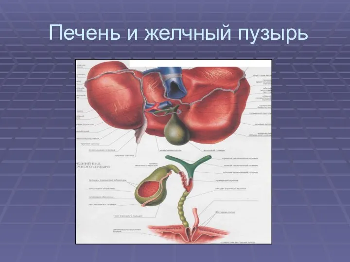 Печень и желчный пузырь