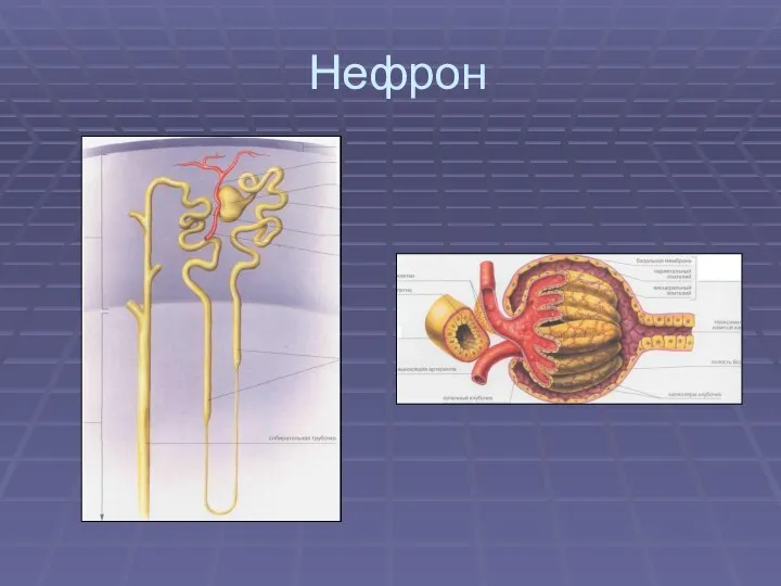 Нефрон