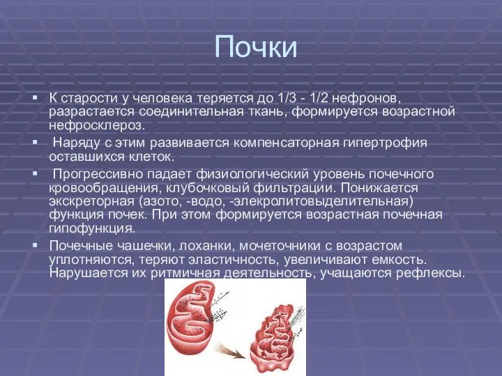 Почки К старости у человека теряется до 1/3 - 1/2 нефронов, разрастается