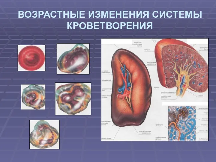 ВОЗРАСТНЫЕ ИЗМЕНЕНИЯ СИСТЕМЫ КРОВЕТВОРЕНИЯ