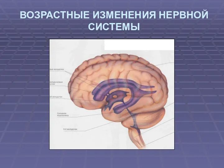 ВОЗРАСТНЫЕ ИЗМЕНЕНИЯ НЕРВНОЙ СИСТЕМЫ