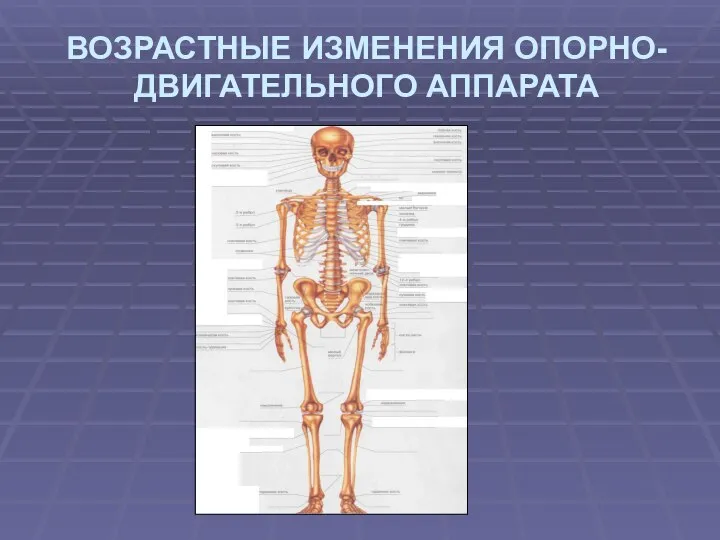 ВОЗРАСТНЫЕ ИЗМЕНЕНИЯ ОПОРНО-ДВИГАТЕЛЬНОГО АППАРАТА