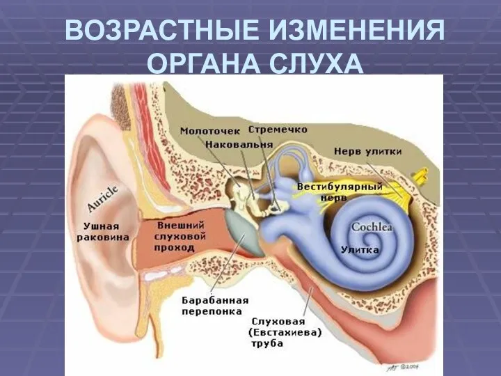 ВОЗРАСТНЫЕ ИЗМЕНЕНИЯ ОРГАНА СЛУХА