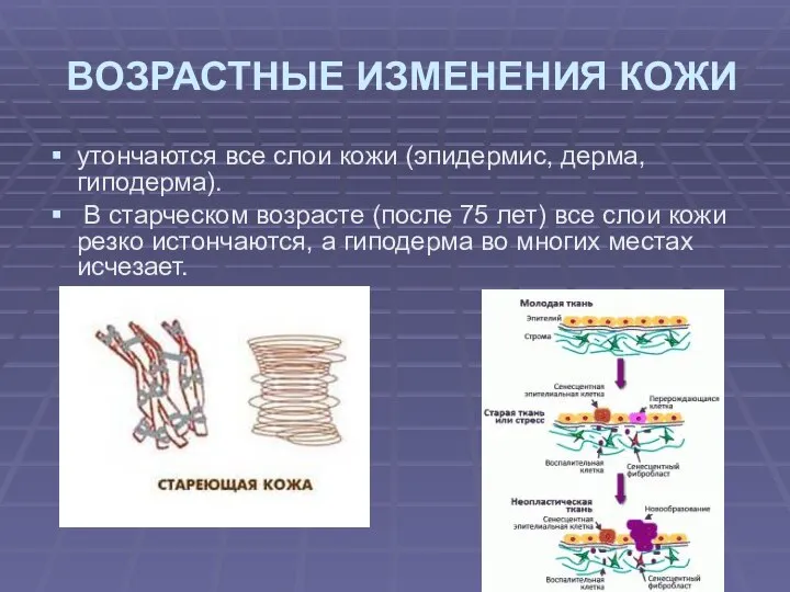 ВОЗРАСТНЫЕ ИЗМЕНЕНИЯ КОЖИ утончаются все слои кожи (эпидермис, дерма, гиподерма). В старческом