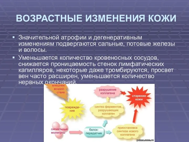 ВОЗРАСТНЫЕ ИЗМЕНЕНИЯ КОЖИ Значительной атрофии и дегенеративным изменениям подвергаются сальные, потовые железы