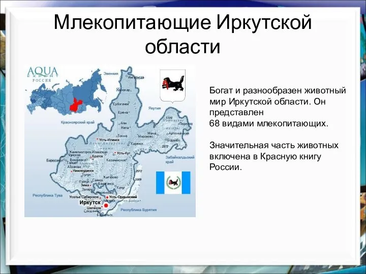 Млекопитающие Иркутской области Богат и разнообразен животный мир Иркутской области. Он представлен