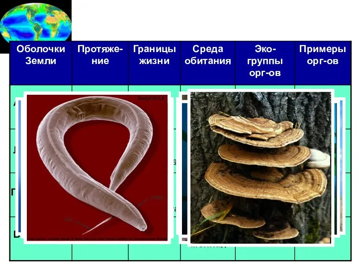 3в. Границы биосферы Атмосфера Литосфера Гидросфера Биосфера 100 км 20 км озоновый