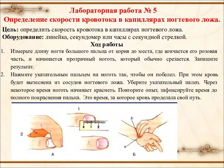 Измерьте длину ногтя большого пальца от корня до места, где кончается его