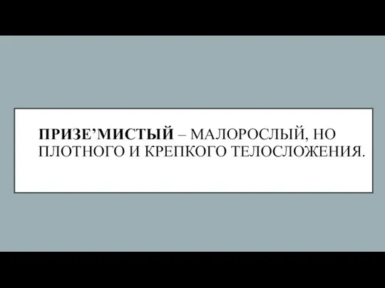 ПРИЗЕ’МИСТЫЙ – МАЛОРОСЛЫЙ, НО ПЛОТНОГО И КРЕПКОГО ТЕЛОСЛОЖЕНИЯ.