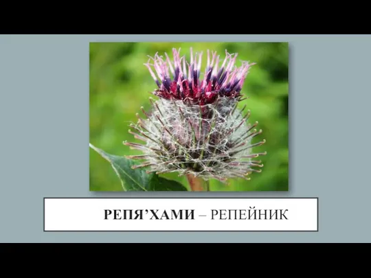 РЕПЯ’ХАМИ – РЕПЕЙНИК