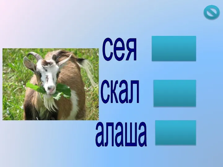 сея скал алаша