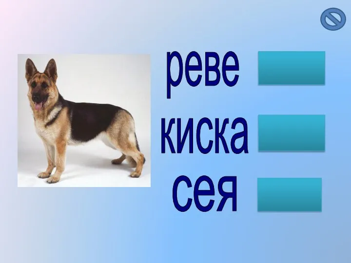 реве киска сея