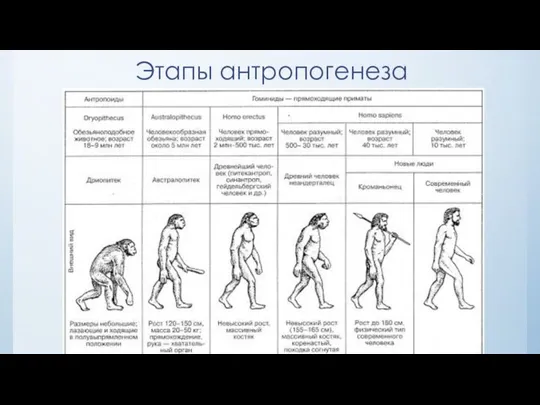 Этапы антропогенеза