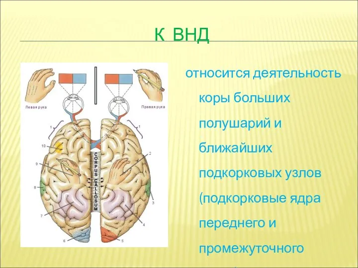 К ВНД относится деятельность коры больших полушарий и ближайших подкорковых узлов (подкорковые