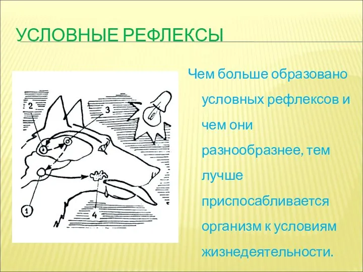 УСЛОВНЫЕ РЕФЛЕКСЫ Чем больше образовано условных рефлексов и чем они разнообразнее, тем