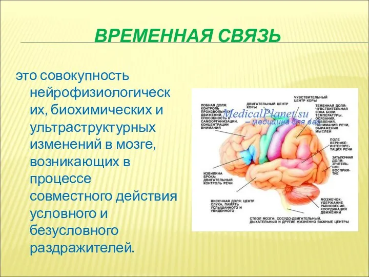 ВРЕМЕННАЯ СВЯЗЬ это совокупность нейрофизиологических, биохимических и ультраструктурных изменений в мозге, возникающих