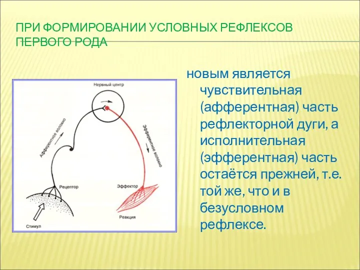 ПРИ ФОРМИРОВАНИИ УСЛОВНЫХ РЕФЛЕКСОВ ПЕРВОГО РОДА новым является чувствительная (афферентная) часть рефлекторной