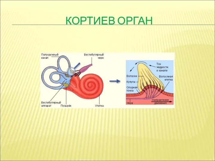 КОРТИЕВ ОРГАН