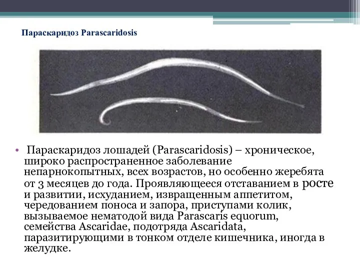 Параскаридоз Parascaridosis Параскаридоз лошадей (Parascaridosis) – хроническое, широко распространенное заболевание непарнокопытных, всех