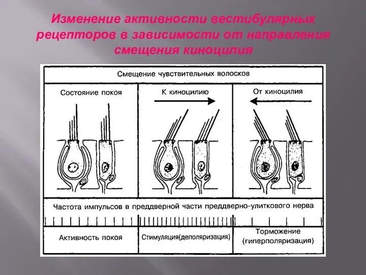 Изменение активности вестибулярных рецепторов в зависимости от направления смещения киноцилия