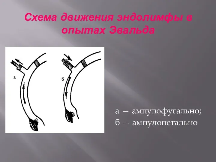 Схема движения эндолимфы в опытах Эвальда а — ампулофугально; б — ампулопетально