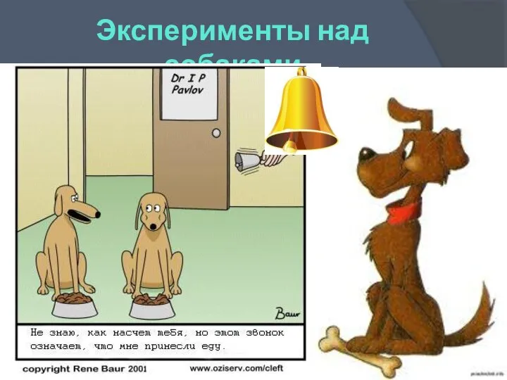 Эксперименты над собаками Павлов приучал собак реагировать на внешние раздражители, например на