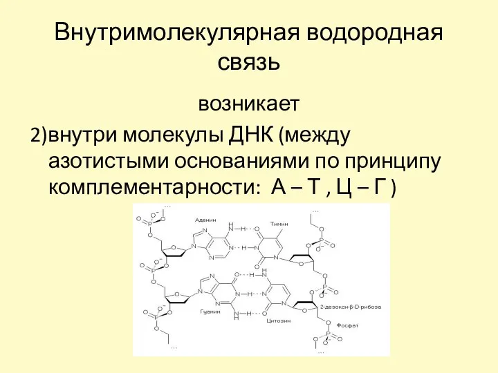 Внутримолекулярная водородная связь возникает 2)внутри молекулы ДНК (между азотистыми основаниями по принципу