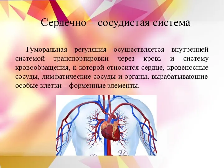 Сердечно – сосудистая система Гуморальная регуляция осуществляется внутренней системой транспортировки через кровь