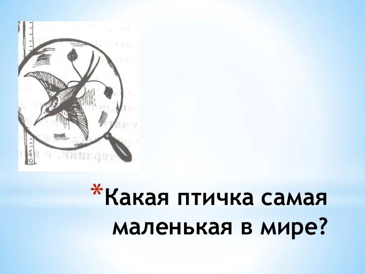 Какая птичка самая маленькая в мире?