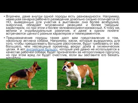 Впрочем, даже внутри одной породы есть разновидности. Например, немецкая овчарка рабочего разведения