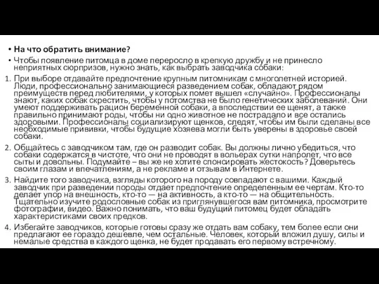 На что обратить внимание? Чтобы появление питомца в доме переросло в крепкую