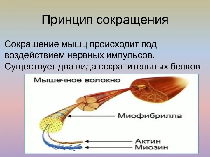 Принцип сокращения Сокращение мышц происходит под воздействием нервных импульсов. Существует два вида сократительных белков