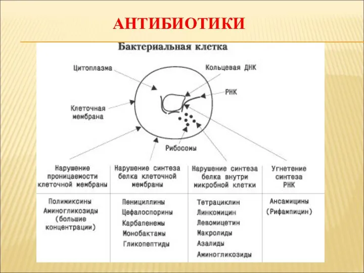 АНТИБИОТИКИ