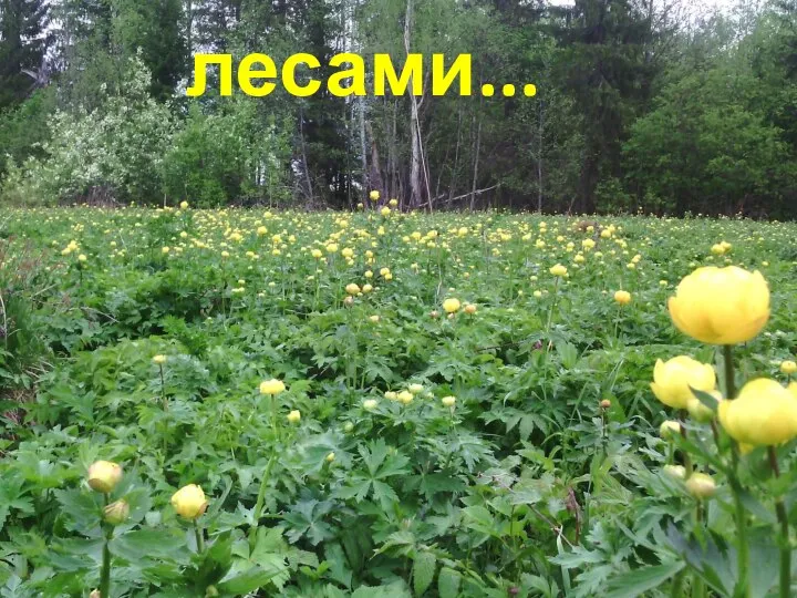 лесами...