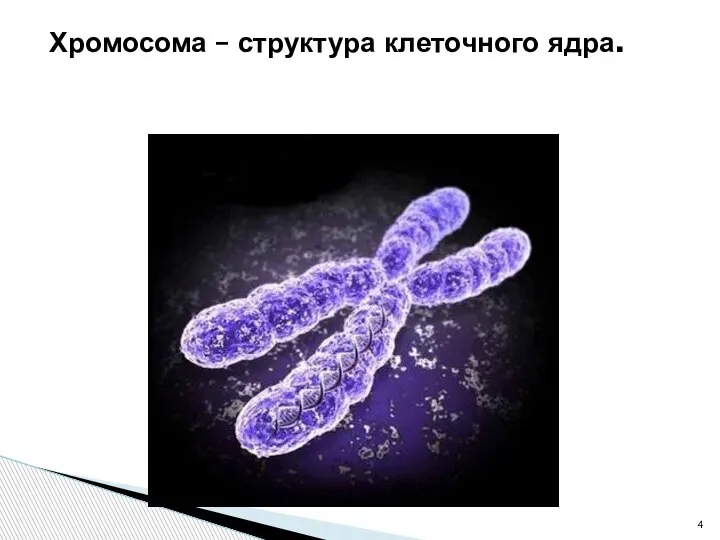 Хромосома – структура клеточного ядра.