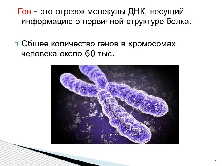 Ген – это отрезок молекулы ДНК, несущий информацию о первичной структуре белка.